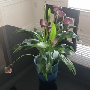 Meet your Posher, Stefanie